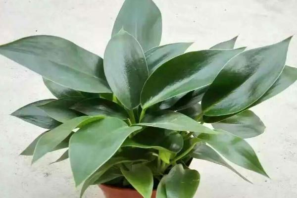 金鉆市場(chǎng)價(jià)格多少錢一盆 金鉆花和紅鉆哪個(gè)貴