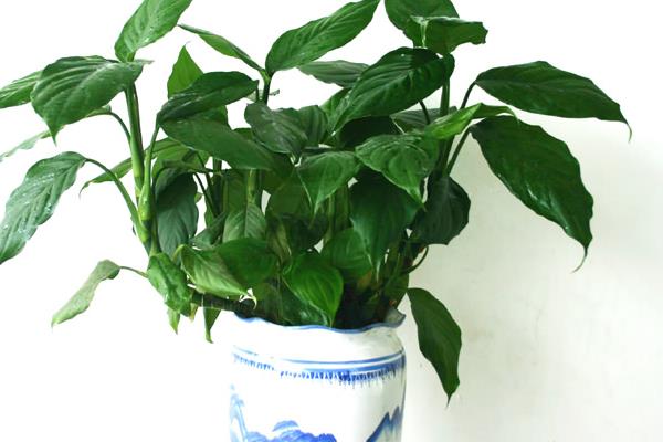 萬年青圖片大全 萬年青有多少種