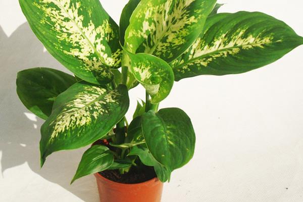 萬年青圖片大全 萬年青有多少種