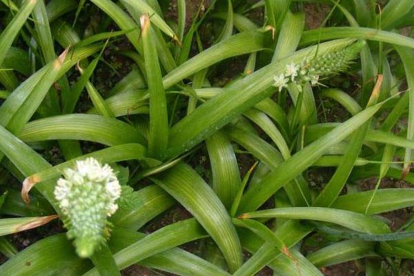 萬年青圖片大全 萬年青有多少種