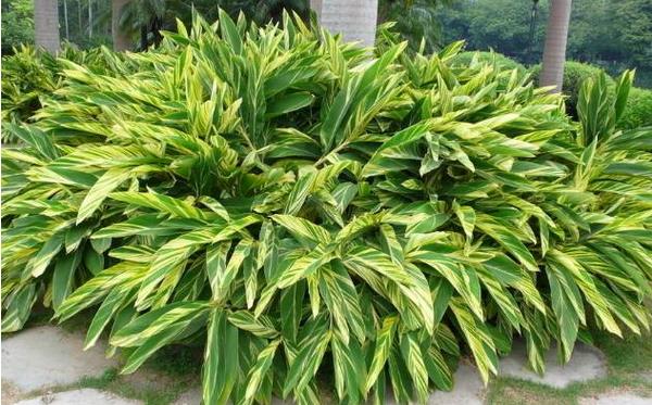 萬年青圖片大全 萬年青有多少種