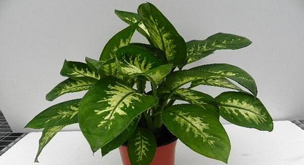 萬年青圖片大全 萬年青有多少種