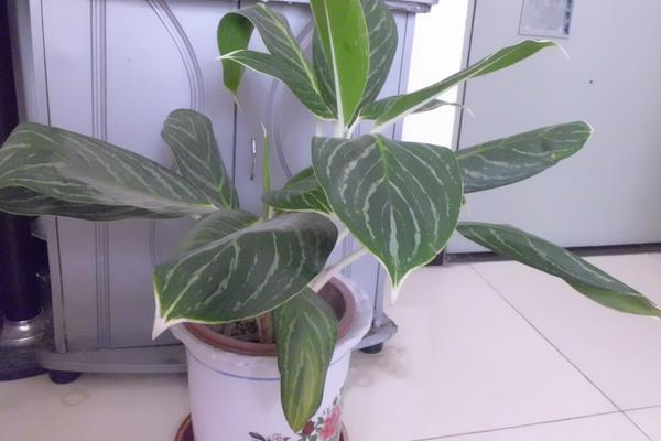 萬年青圖片大全 萬年青有多少種