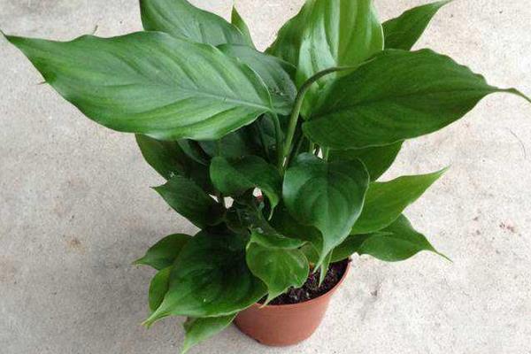 萬年青圖片大全 萬年青有多少種