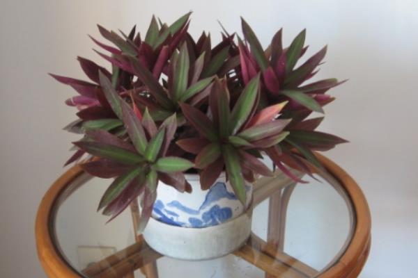 萬年青圖片大全 萬年青有多少種