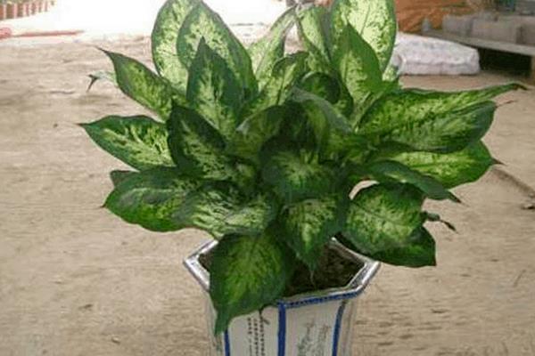 萬年青圖片大全 萬年青有多少種