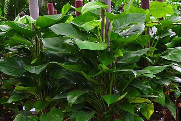 萬年青圖片大全 萬年青有多少種