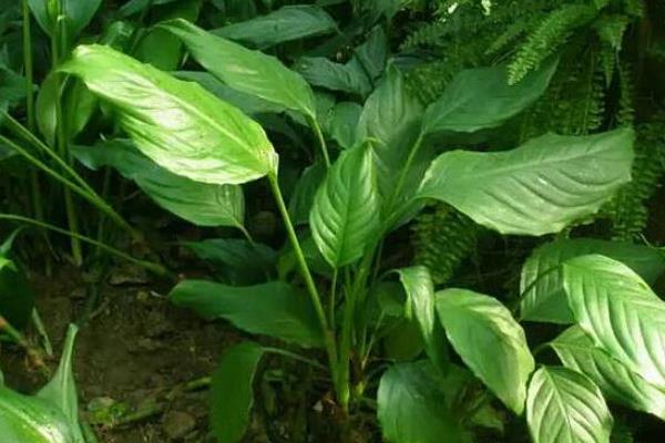 萬年青圖片大全 萬年青有多少種