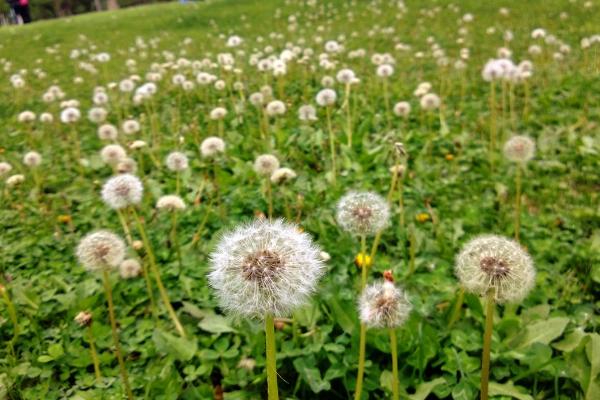 蒲公英什么季節有（幾月份） 蒲公英的生長環境