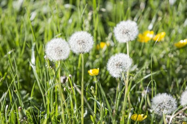 蒲公英什么季節有（幾月份） 蒲公英的生長環境