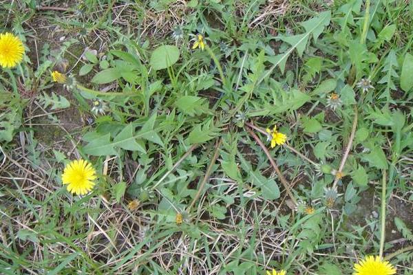 蒲公英什么季節有（幾月份） 蒲公英的生長環境