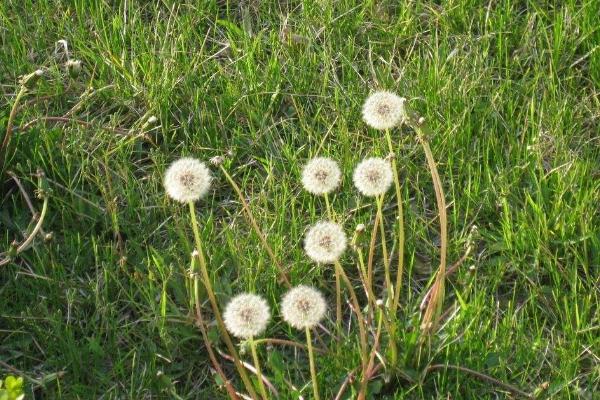 蒲公英什么季節有（幾月份） 蒲公英的生長環境