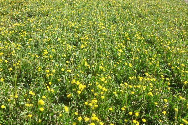 蒲公英什么季節有（幾月份） 蒲公英的生長環境