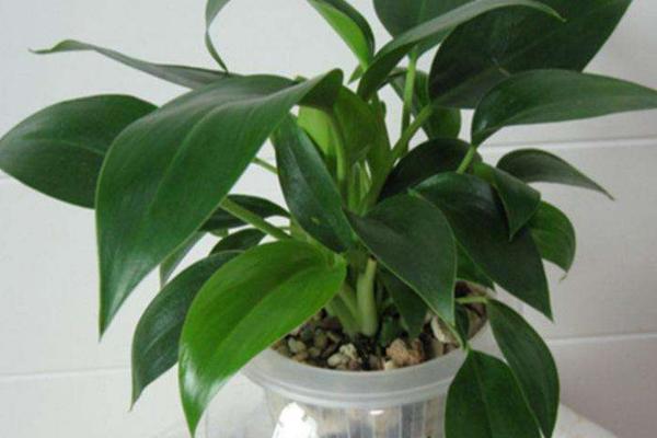 金鉆市場(chǎng)價(jià)格多少錢一盆 金鉆花和紅鉆哪個(gè)貴