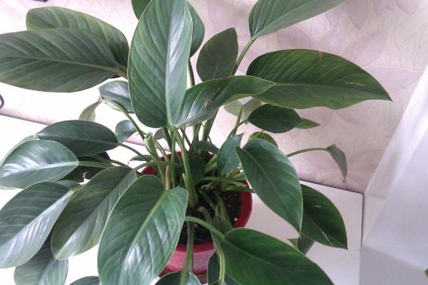 金鉆市場(chǎng)價(jià)格多少錢一盆 金鉆花和紅鉆哪個(gè)貴