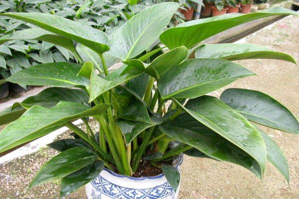 金鉆市場(chǎng)價(jià)格多少錢一盆 金鉆花和紅鉆哪個(gè)貴