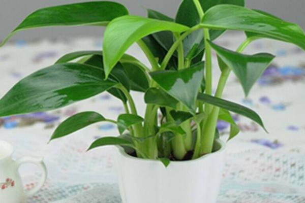 金鉆市場(chǎng)價(jià)格多少錢一盆 金鉆花和紅鉆哪個(gè)貴