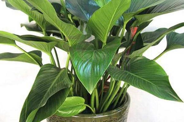 金鉆市場(chǎng)價(jià)格多少錢一盆 金鉆花和紅鉆哪個(gè)貴