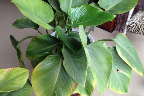 金鉆市場(chǎng)價(jià)格多少錢一盆 金鉆花和紅鉆哪個(gè)貴