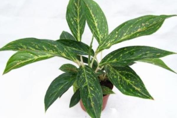 萬年青根功效與作用及禁忌 服用萬年青根有毒嗎