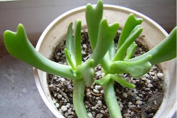 快刀亂麻多肉怎么養 多肉植物快刀亂麻養殖方法與注意事項