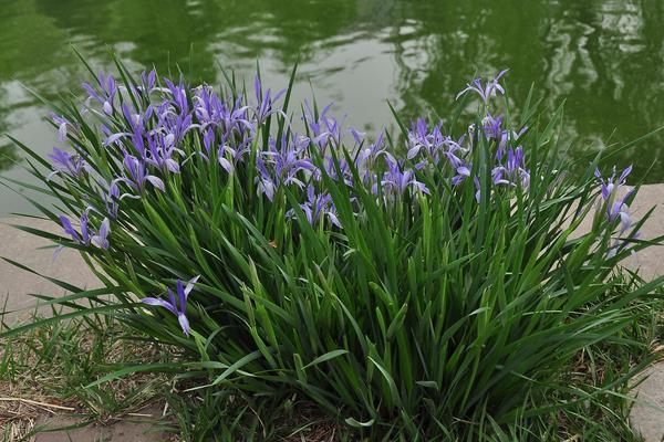 馬藺圖片大全 馬藺有哪些品種
