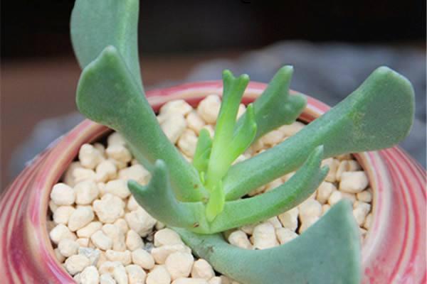 快刀亂麻多肉怎么養 多肉植物快刀亂麻養殖方法與注意事項