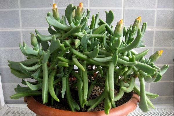 快刀亂麻多肉怎么養 多肉植物快刀亂麻養殖方法與注意事項