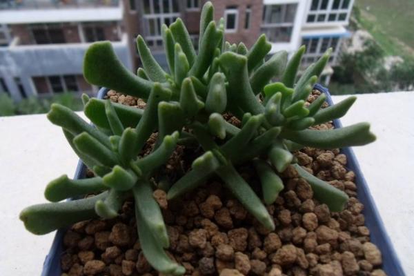 快刀亂麻多肉怎么養 多肉植物快刀亂麻養殖方法與注意事項