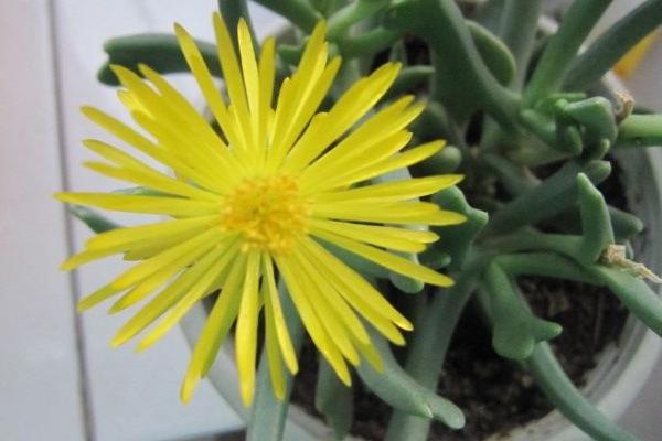 快刀亂麻多肉怎么養 多肉植物快刀亂麻養殖方法與注意事項