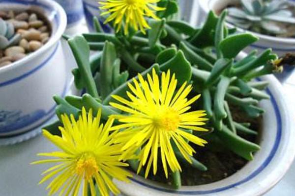 快刀亂麻多肉怎么養 多肉植物快刀亂麻養殖方法與注意事項