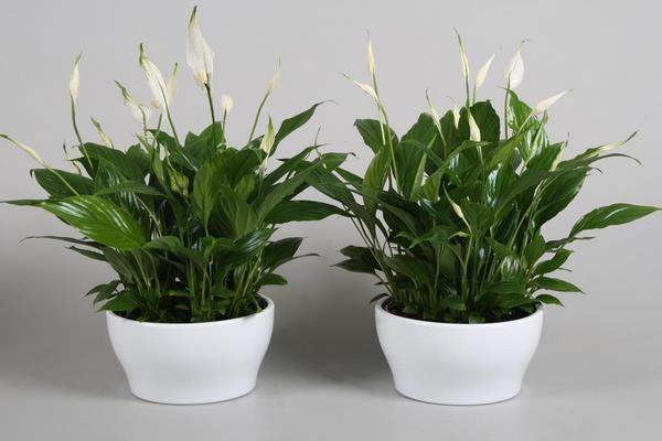 白掌和一帆風順的區別是什么 白掌的養殖方法