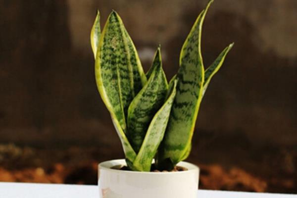 虎皮蘭圖片大全 虎皮蘭有哪些品種