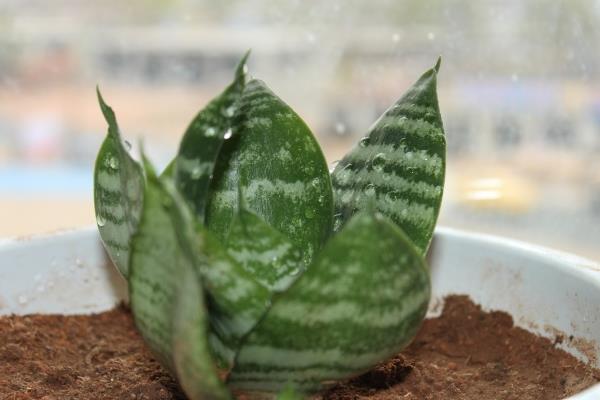 虎皮蘭圖片大全 虎皮蘭有哪些品種