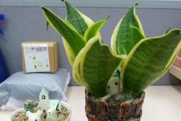 虎皮蘭圖片大全 虎皮蘭有哪些品種