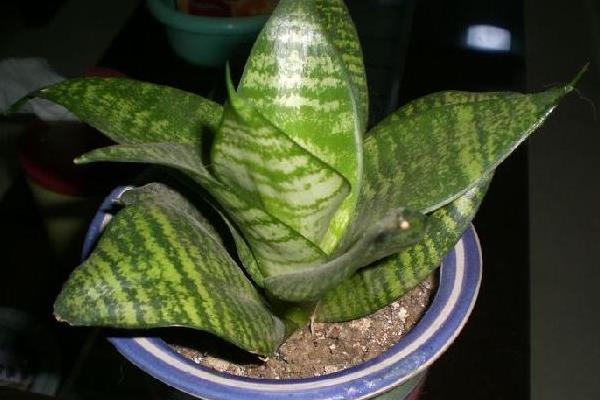 虎皮蘭圖片大全 虎皮蘭有哪些品種