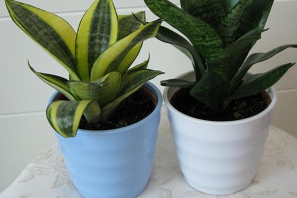 虎皮蘭圖片大全 虎皮蘭有哪些品種