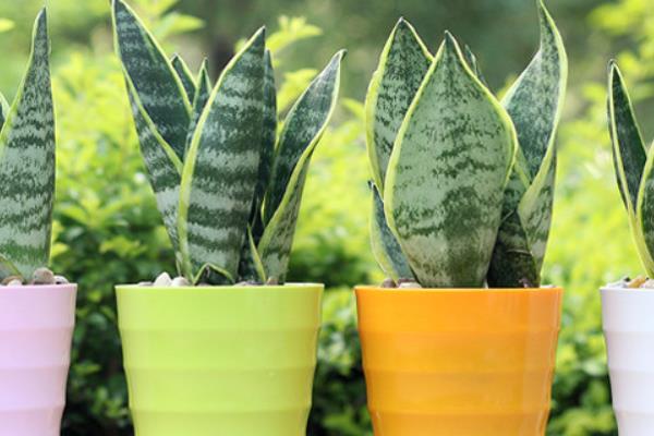 虎皮蘭圖片大全 虎皮蘭有哪些品種