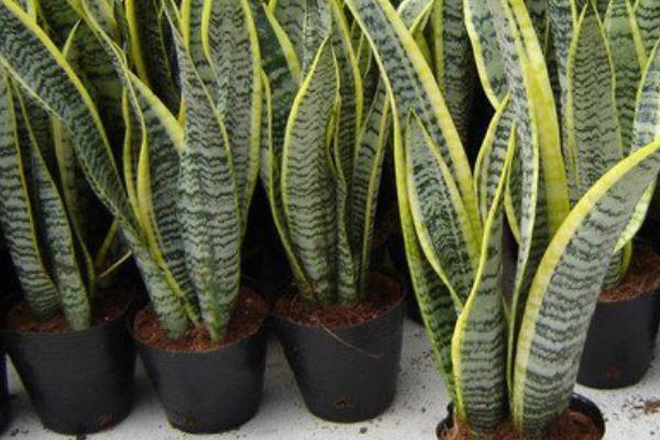 虎皮蘭圖片大全 虎皮蘭有哪些品種