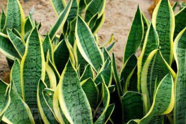 虎皮蘭圖片大全 虎皮蘭有哪些品種