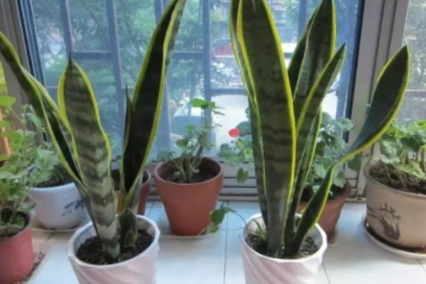 虎皮蘭圖片大全 虎皮蘭有哪些品種