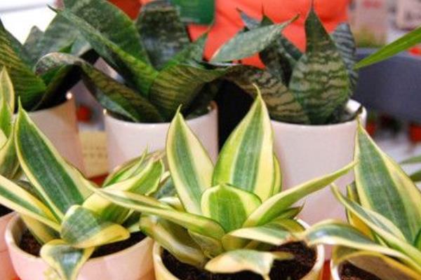 虎皮蘭圖片大全 虎皮蘭有哪些品種