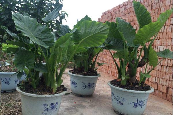 滴水觀音為什么長不大（葉子小） 滴水觀音葉子不滴水是怎么回事