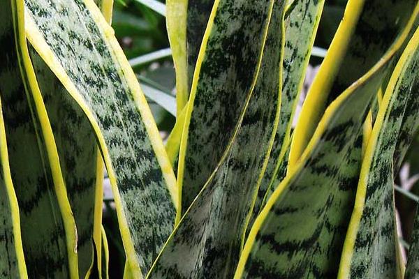 虎皮蘭怎么養 虎皮蘭養殖方法與注意事項