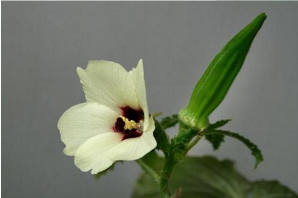 曼陀羅和秋葵的區別是什么 盆栽曼陀羅怎么養護