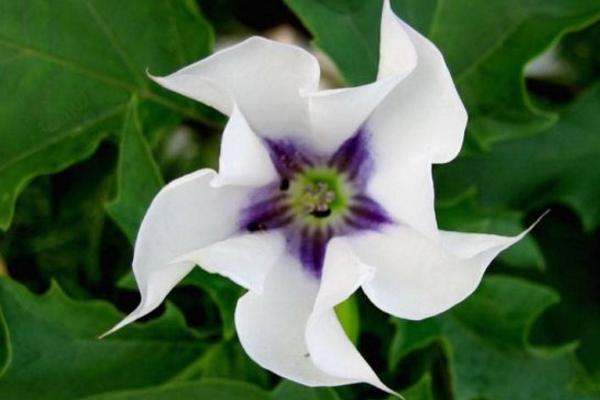 曼陀羅和秋葵的區別是什么 盆栽曼陀羅怎么養護