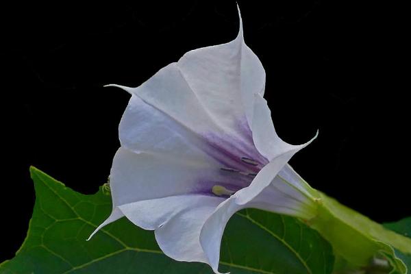 曼陀羅和秋葵的區別是什么 盆栽曼陀羅怎么養護