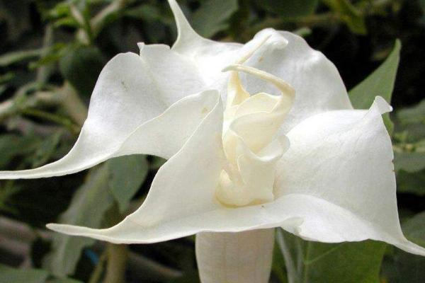 曼陀羅和秋葵的區別是什么 盆栽曼陀羅怎么養護