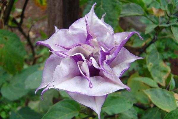 曼陀羅和秋葵的區別是什么 盆栽曼陀羅怎么養護