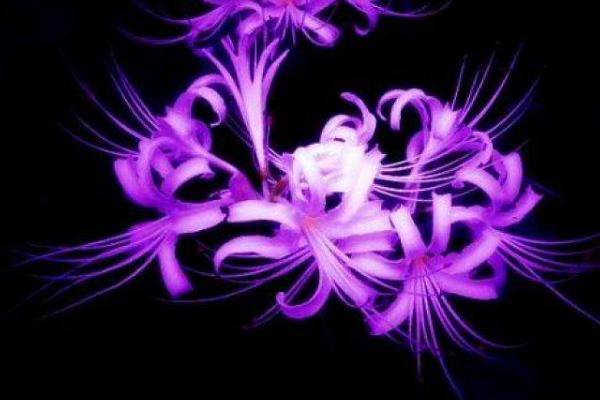 曼陀羅和秋葵的區別是什么 盆栽曼陀羅怎么養護